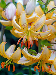 Attēlu rezultāti vaicājumam “Lilium martagon flower”