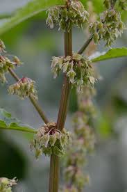 Attēlu rezultāti vaicājumam “Rumex obtusifolius fruit”