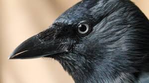 Attēlu rezultāti vaicājumam “Corvus cornix juvenile”
