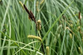 Attēlu rezultāti vaicājumam “Carex acutiformis”