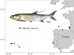 Image result for Megalops atlanticus