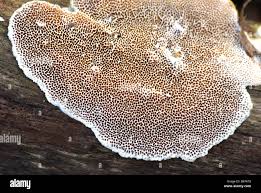 Attēlu rezultāti vaicājumam “Antrodia albida”