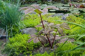 Image result for Rodgersia chocolate wings