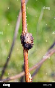 Attēlu rezultāti vaicājumam “Lasioptera rubi”