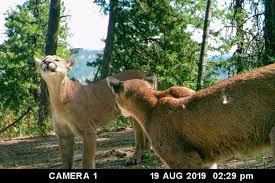 Image result for Craigmount Cougars