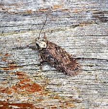 Attēlu rezultāti vaicājumam “Depressaria olerella imago”