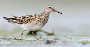 Image result for Calidris melanotos