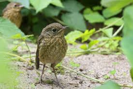 Attēlu rezultāti vaicājumam “Erithacus rubecula eggs”