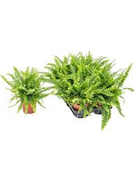 Image result for НЕФРОЛЕПИС (Nephrolepis