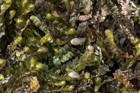 Attēlu rezultāti vaicājumam “Lophozia”