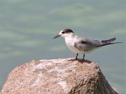 Image result for Sterna hirundo