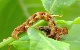 Attēlu rezultāti vaicājumam “Erannis defoliaria larva”