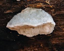 Attēlu rezultāti vaicājumam “Postia caesia”