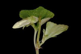 Attēlu rezultāti vaicājumam “Viola uliginosa bud”