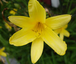 Attēlu rezultāti vaicājumam “Hemerocallis lilioasphodelus”