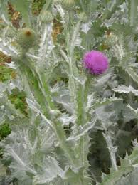 Image result for Onopordum acanthium