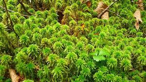 Attēlu rezultāti vaicājumam “Sphagnum wulfianum”