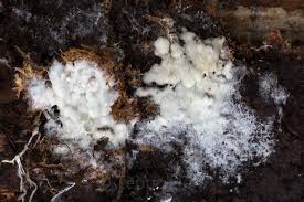 Attēlu rezultāti vaicājumam “Skeletocutis brevispora”