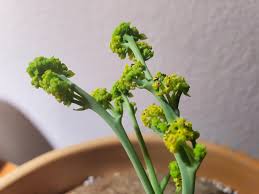 Attēlu rezultāti vaicājumam “Trichia erecta stalked”