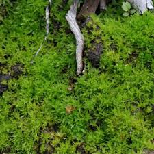 Attēlu rezultāti vaicājumam “Atrichum flavisetum”