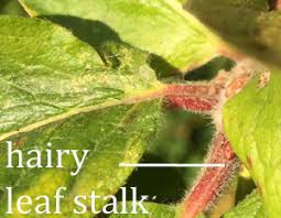 Attēlu rezultāti vaicājumam “Mespilus germanica leaf”