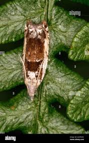 Attēlu rezultāti vaicājumam “Epinotia ramella”