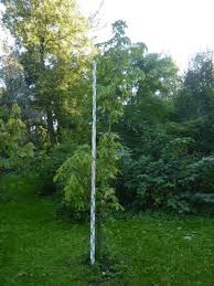 Attēlu rezultāti vaicājumam “Kalopanax septemlobus”