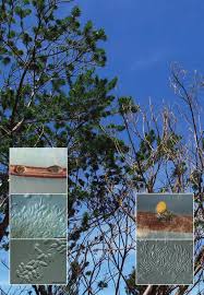 Attēlu rezultāti vaicājumam “Licea chelonoides spores”