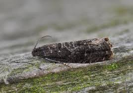 Attēlu rezultāti vaicājumam “Grapholita funebrana”