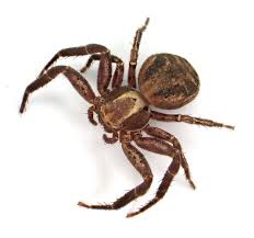 Attēlu rezultāti vaicājumam “Xysticus bifasciatus female”