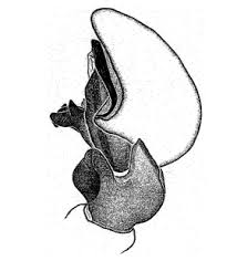 Attēlu rezultāti vaicājumam “Xysticus bifasciatus female”