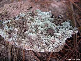 Attēlu rezultāti vaicājumam “Lepraria incana”