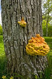 Attēlu rezultāti vaicājumam “Laetiporus sulphureus”