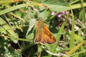 Attēlu rezultāti vaicājumam “Ochlodes sylvanus underside”