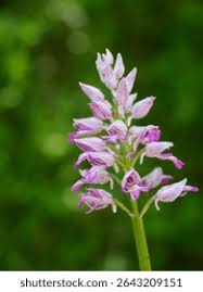 Attēlu rezultāti vaicājumam “Orchis militaris”