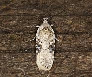 Attēlu rezultāti vaicājumam “Agonopterix alstromeriana”