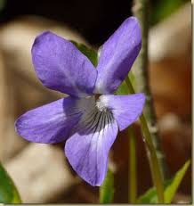 Attēlu rezultāti vaicājumam “Viola collina flower”