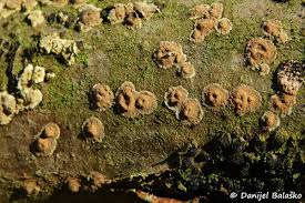 Attēlu rezultāti vaicājumam “Hypoxylon fuscum”