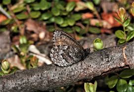 Attēlu rezultāti vaicājumam “Oeneis jutta underside”
