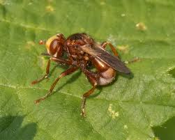 Attēlu rezultāti vaicājumam “Sicus ferrugineus”