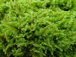 Attēlu rezultāti vaicājumam “Palustriella decipiens”