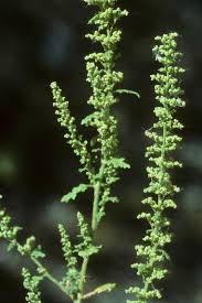Image result for Chenopodium botrys