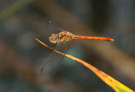 Attēlu rezultāti vaicājumam “Sympetrum”