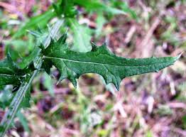 Attēlu rezultāti vaicājumam “Cirsium x rigens flower”
