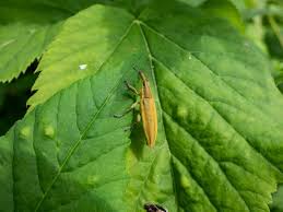 Attēlu rezultāti vaicājumam “Lixus iridis”