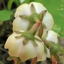 Attēlu rezultāti vaicājumam “Pyrola chlorantha bud”