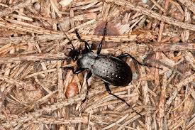 Attēlu rezultāti vaicājumam “Carabus hortensis”
