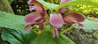 Attēlu rezultāti vaicājumam “Lamium maculatum flower”