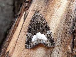 Attēlu rezultāti vaicājumam “Protodeltote pygarga”