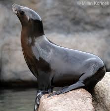 Image result for Zalophus californianus